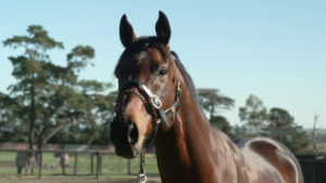 Looking Back: Levendi’s Inglis Stallion Profile
