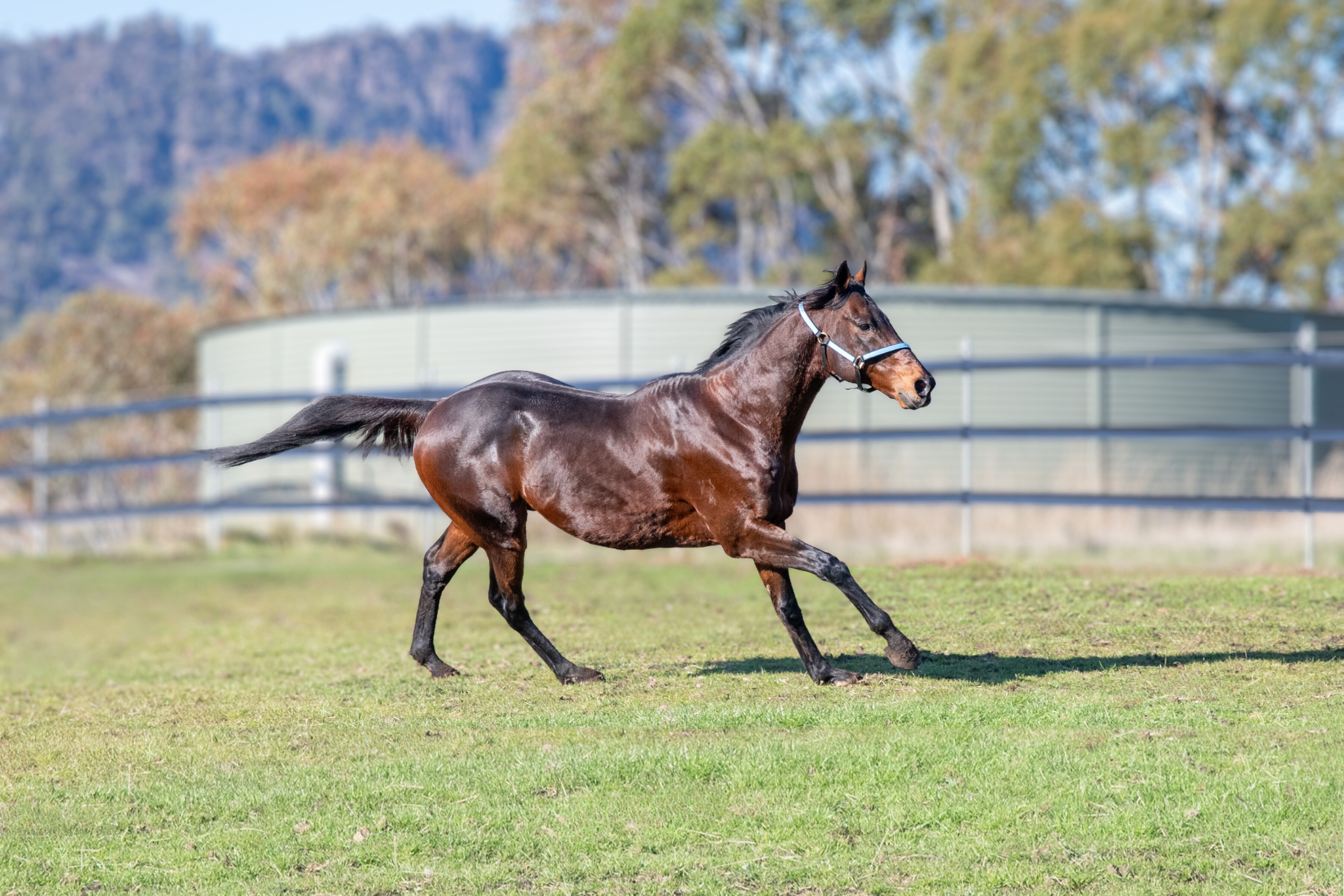 Levendi gallop grass fixed