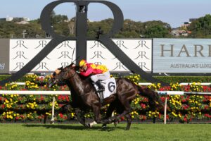 Top Stallion for Tassie
