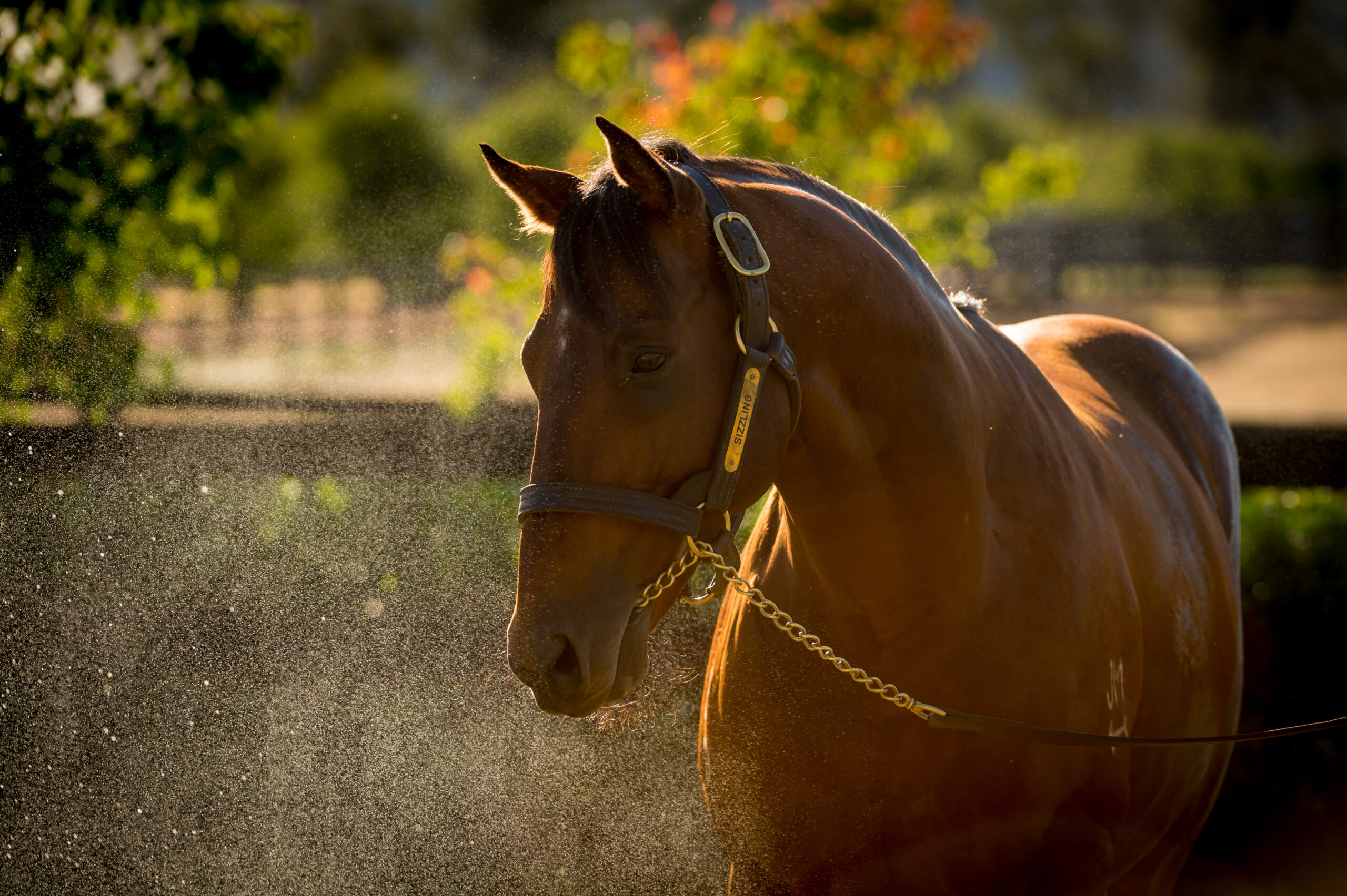 Newgate Stallions, Sizzling_12-04-16_0205