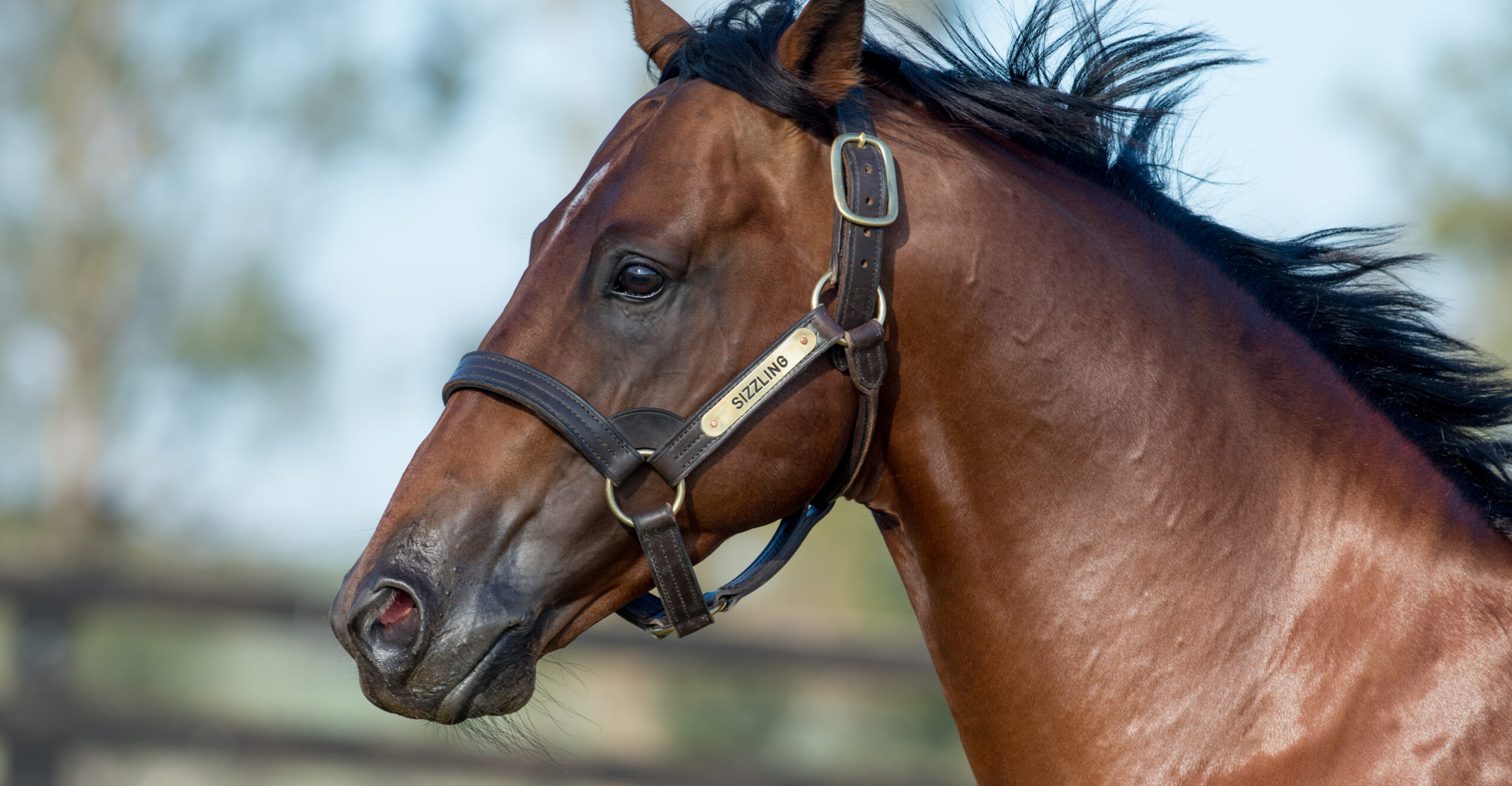 Sizzling_13-04-15, Newgate Farm_014