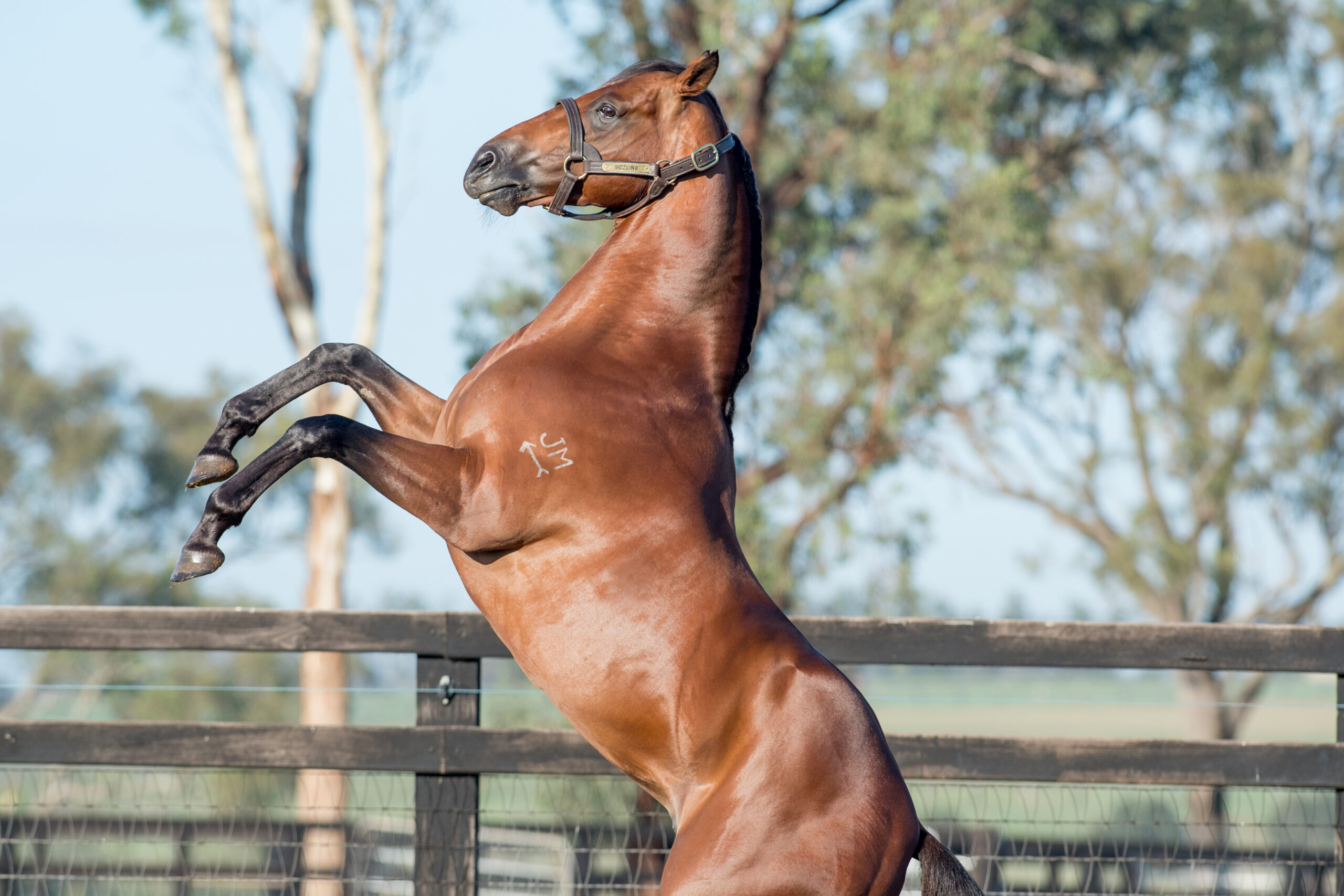 Sizzling_13-04-15, Newgate Farm_024