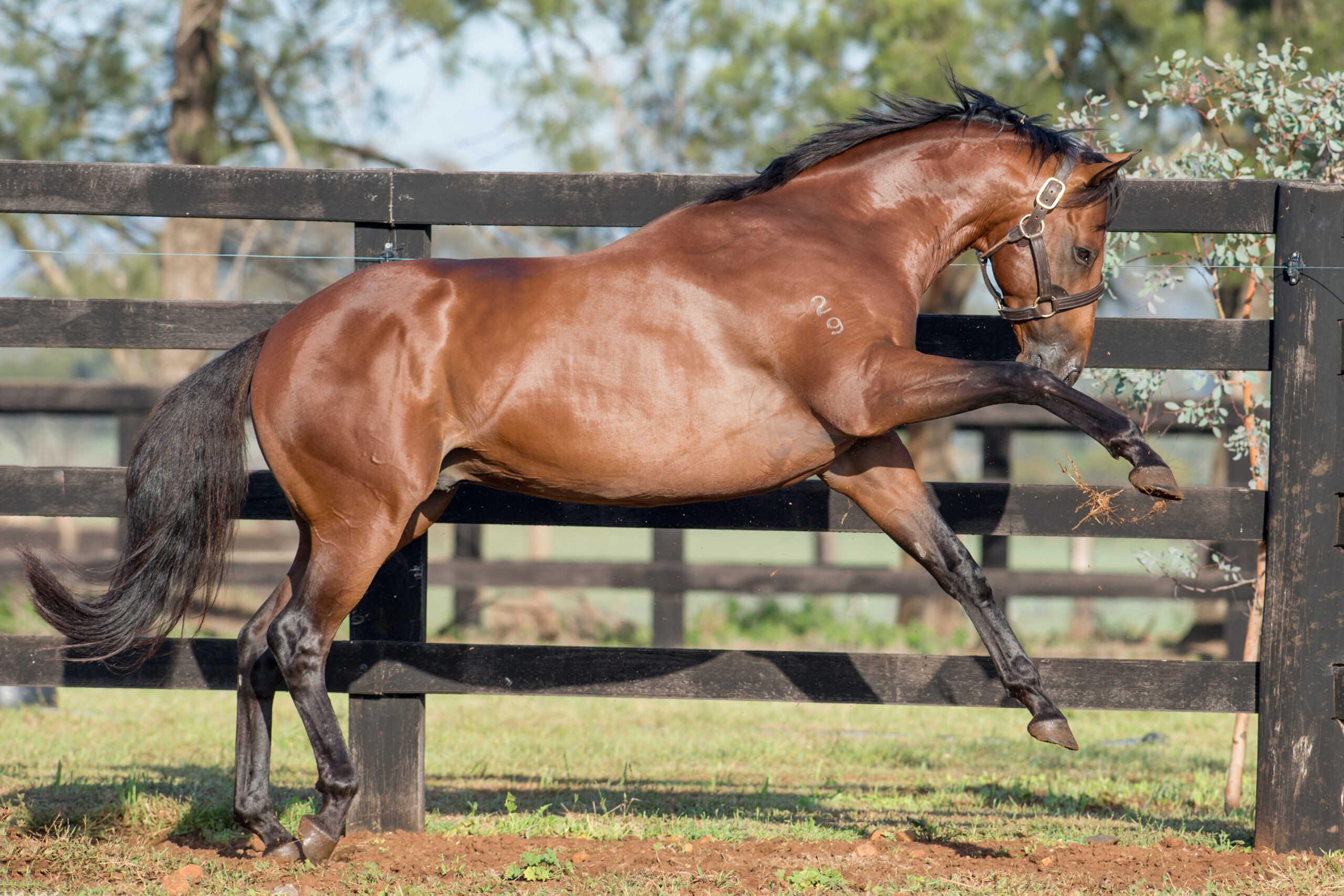 Sizzling_13-04-15, Newgate Farm_028