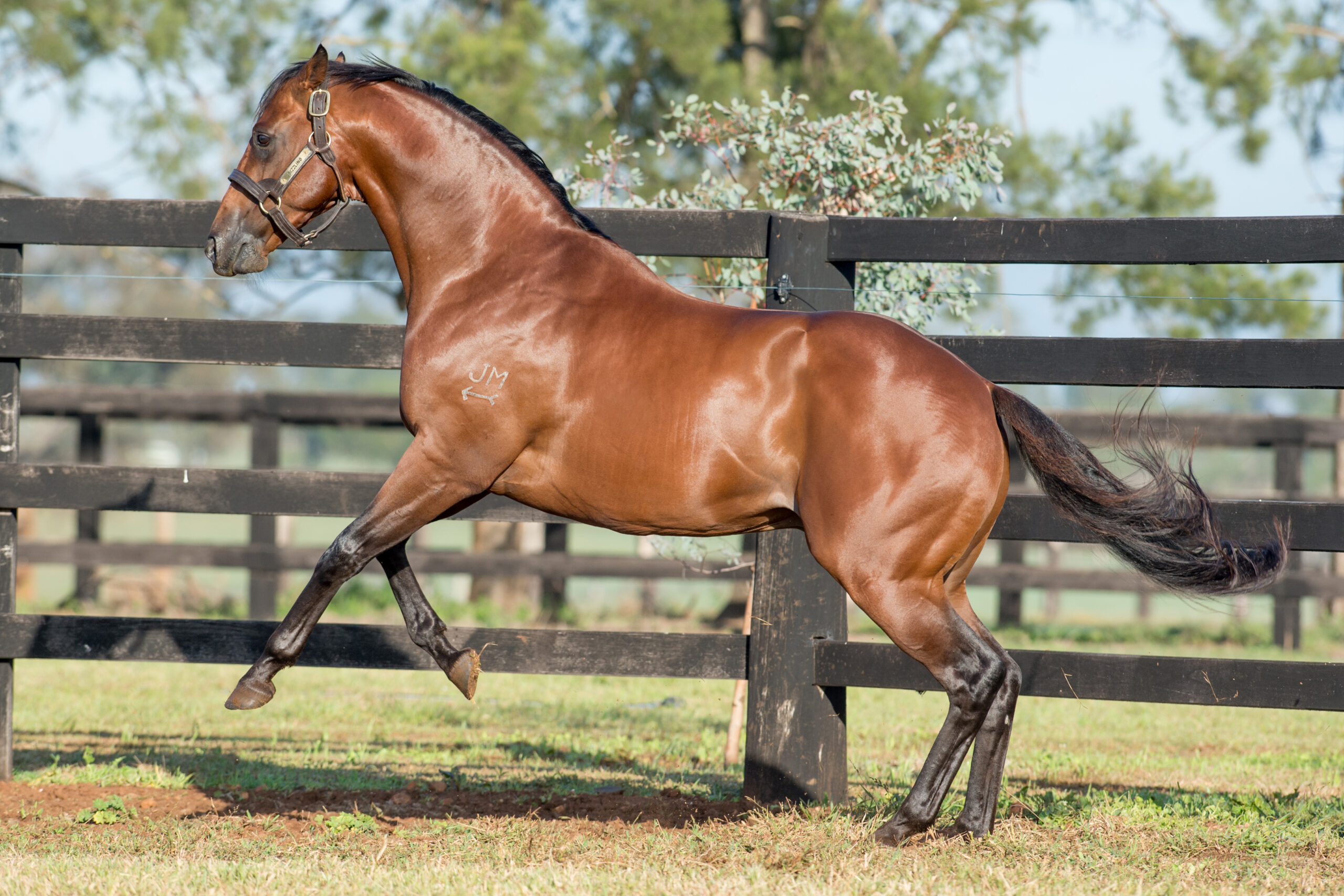 Sizzling_13-04-15, Newgate Farm_037