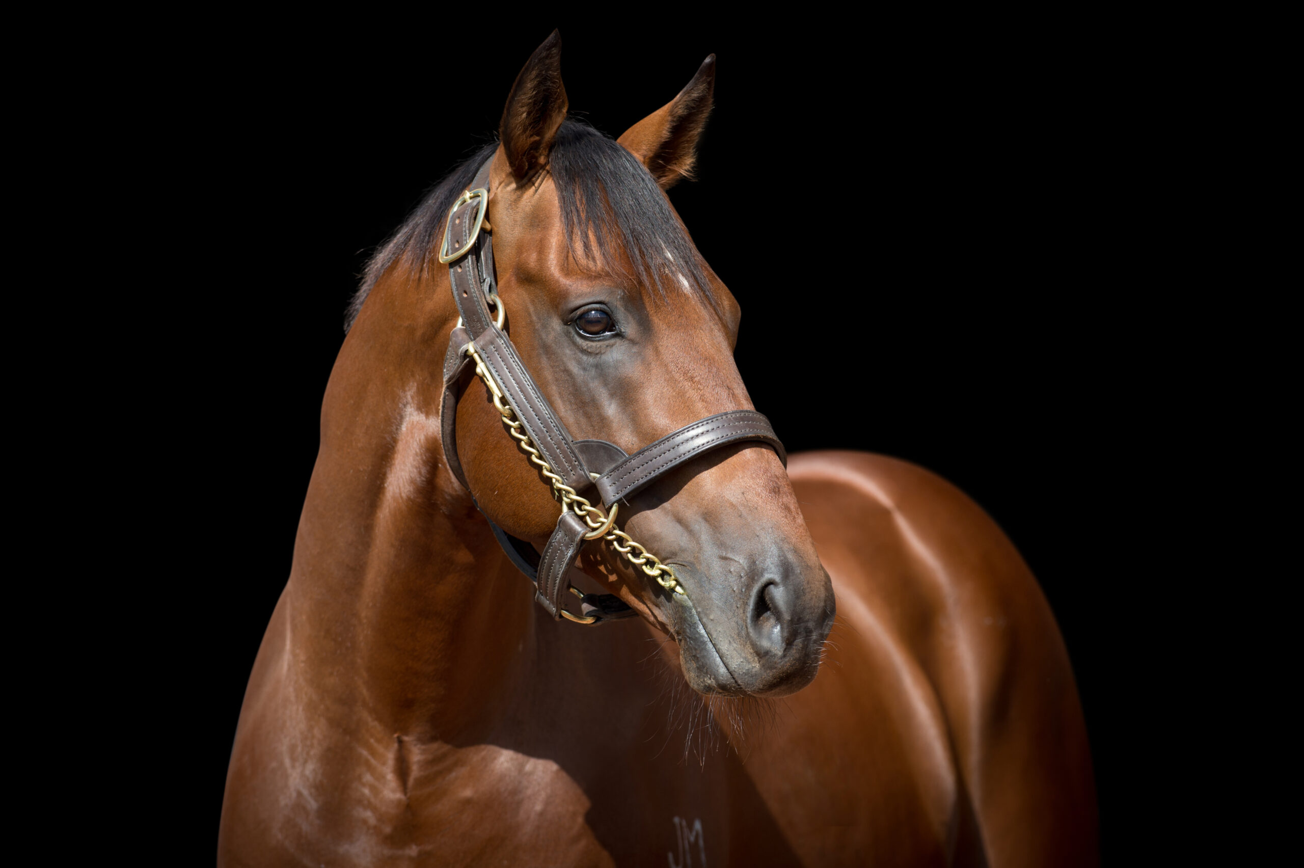 Sizzling_13-04-15, Newgate Farm_063